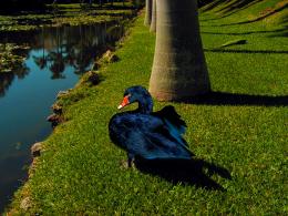 In the Backyard of the Bonnet 